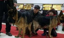 警犬交配视频,见证忠诚与生命的传承